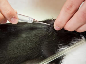 A veterinarian implants an AVID FriendChip