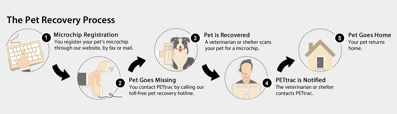 Pet Recovery Process