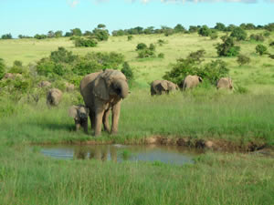 Wild Animal Park